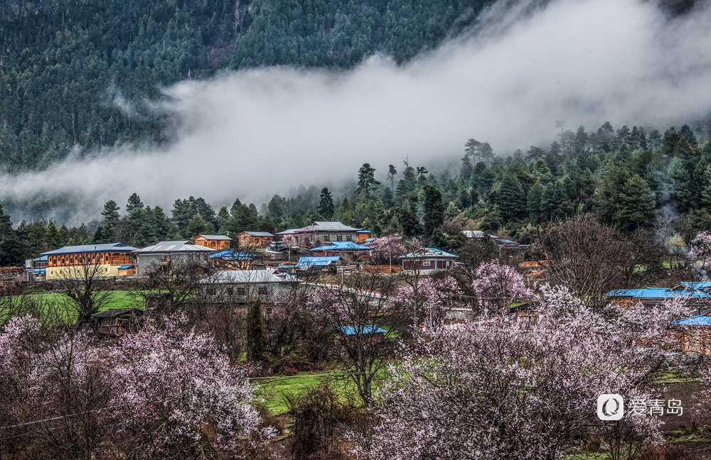 行走中的风景:在世界屋脊 邂逅被桃花唤醒的春天