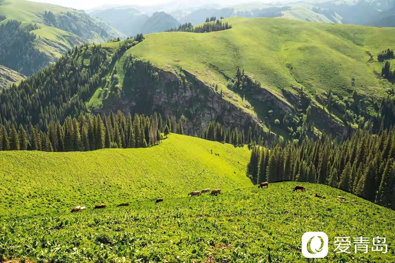 行走中的风景：漫步那拉提草原 邂逅最美晨光！