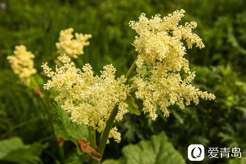 行走中的风景：漫步那拉提草原 邂逅最美晨光！