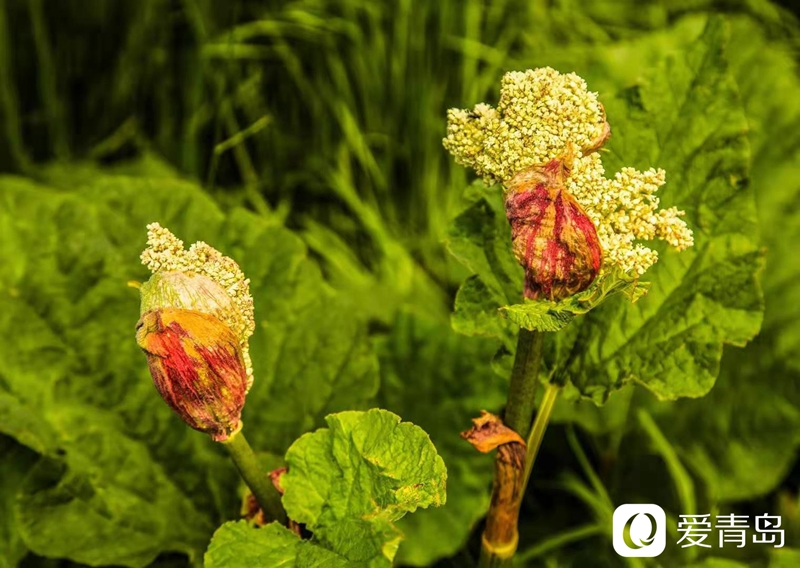 行走中的风景：漫步那拉提草原 邂逅最美晨光！