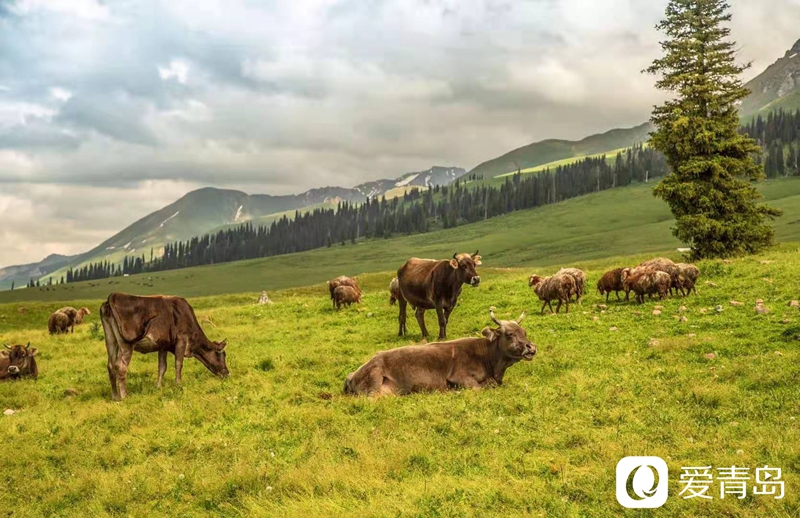 行走中的风景：漫步那拉提草原 邂逅最美晨光！