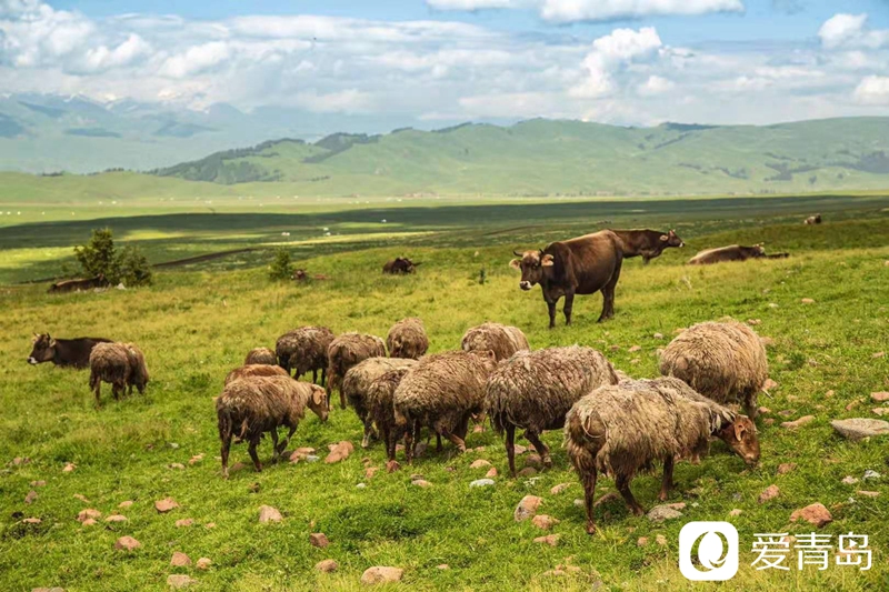 行走中的风景：漫步那拉提草原 邂逅最美晨光！