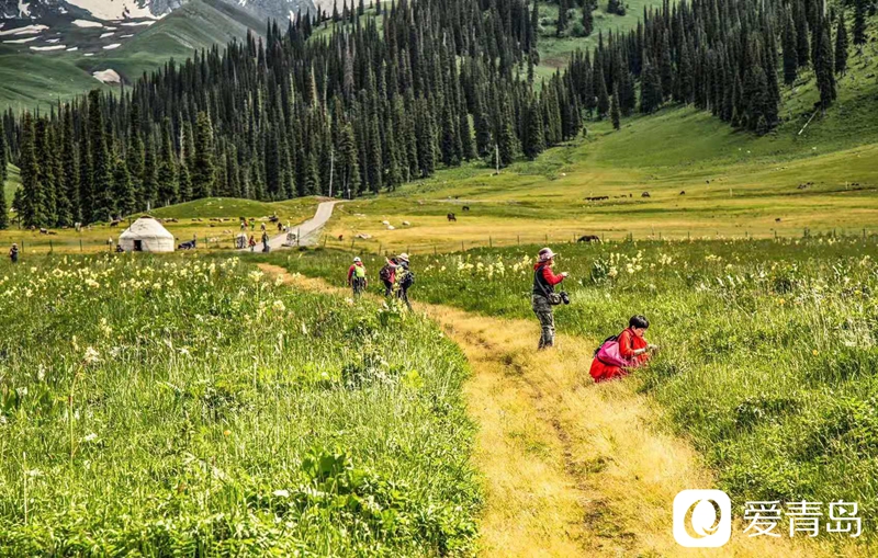 行走中的风景：漫步那拉提草原 邂逅最美晨光！