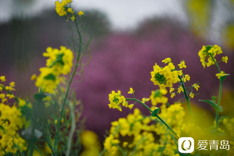 行走中的风景:烟花三月游苏杭 山花烂漫飘幽香