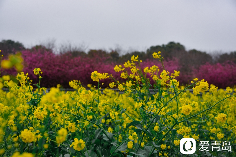 行走中的风景:烟花三月游苏杭 山花烂漫飘幽香