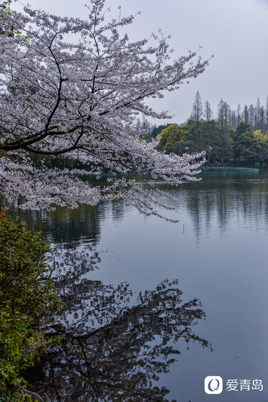 行走中的风景:烟花三月游苏杭 山花烂漫飘幽香