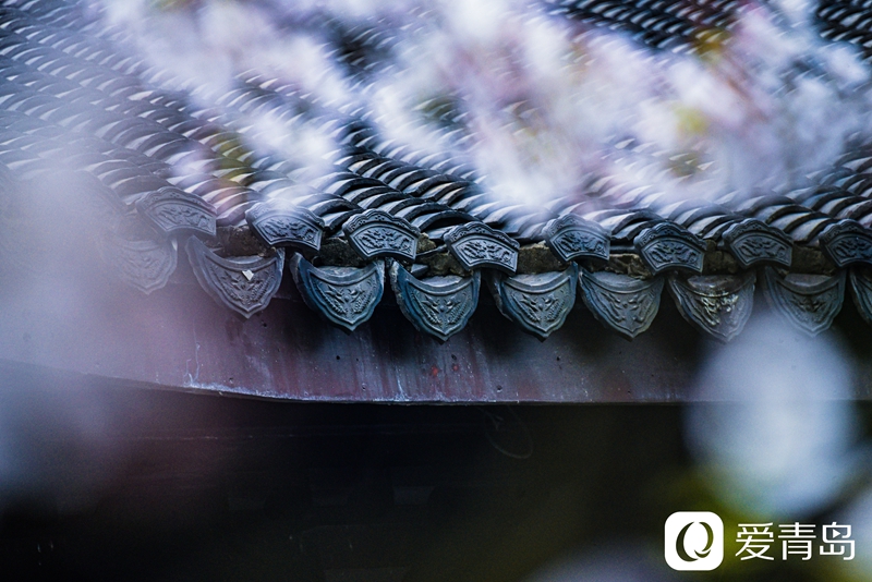 行走中的风景:烟花三月游苏杭 山花烂漫飘幽香