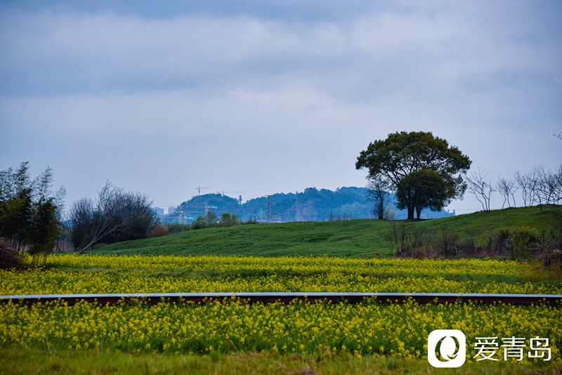 行走中的风景：烟花三月游苏杭 山花烂漫飘幽香
