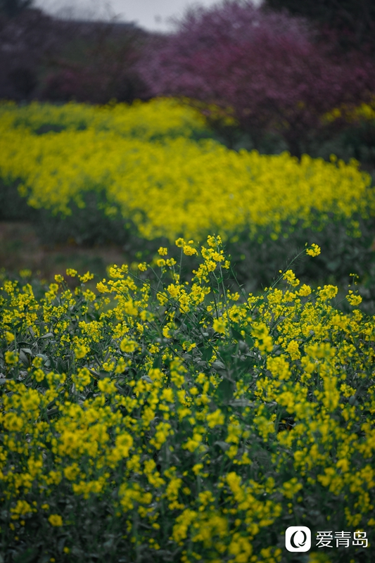 行走中的风景:烟花三月游苏杭 山花烂漫飘幽香