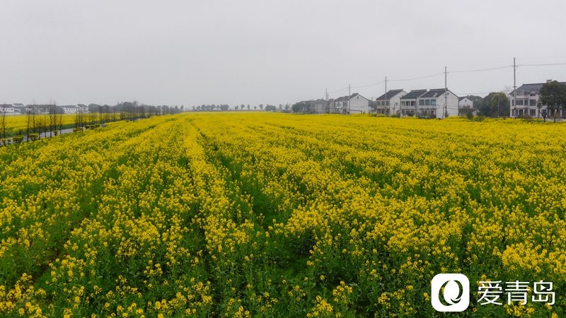 行走中的风景:烟花三月游苏杭 山花烂漫飘幽香
