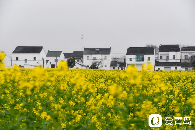 行走中的风景:烟花三月游苏杭 山花烂漫飘幽香