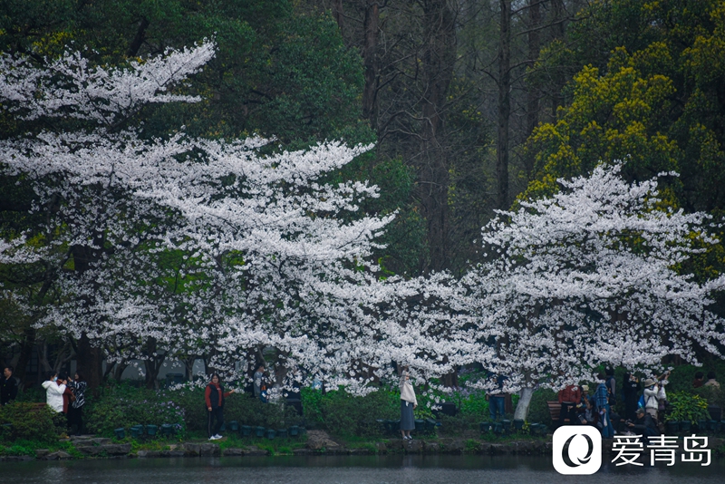 行走中的风景:烟花三月游苏杭 山花烂漫飘幽香