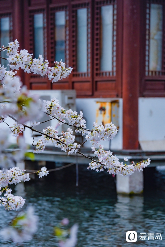 行走中的风景:烟花三月游苏杭 山花烂漫飘幽香