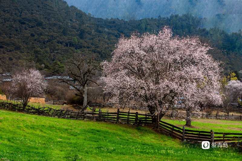 行走中的风景:扛着相机入西藏 闯进雪山和桃花的世界