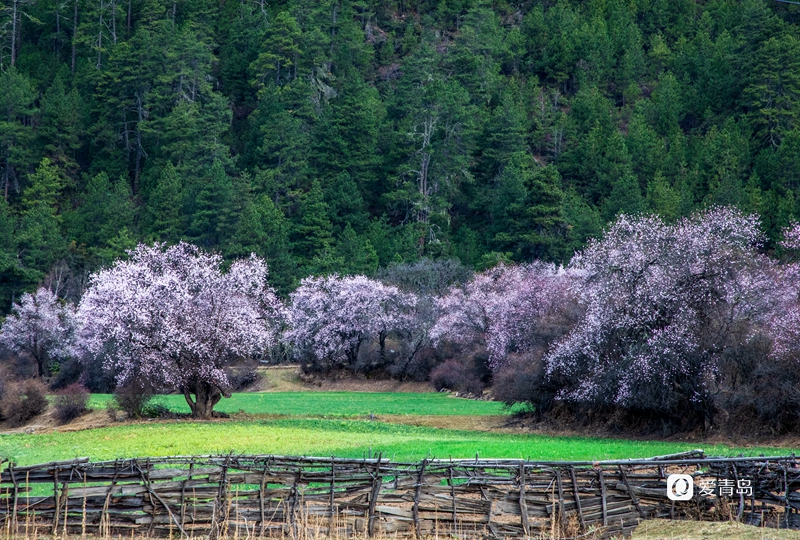 行走中的风景:扛着相机入西藏 闯进雪山和桃花的世界