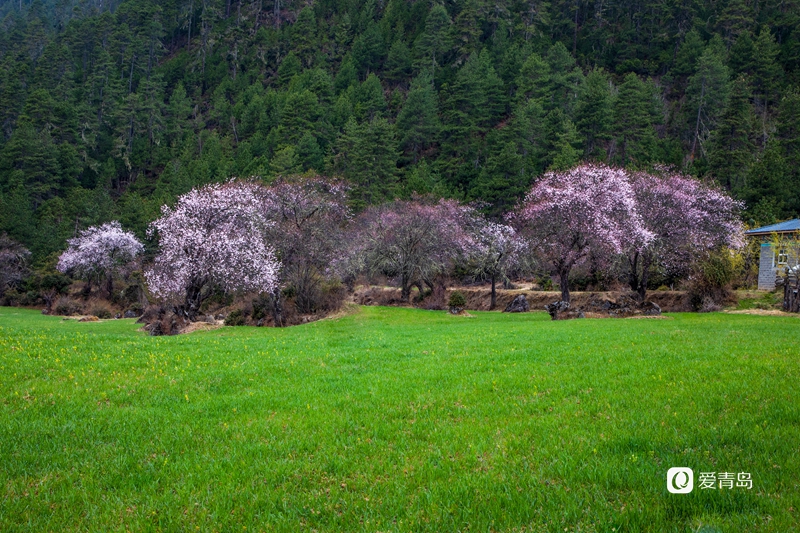 行走中的风景:扛着相机入西藏 闯进雪山和桃花的世界