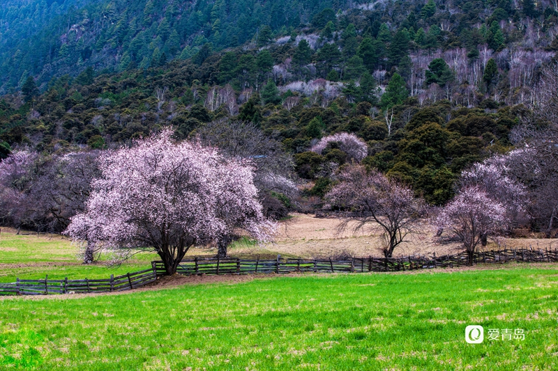 行走中的风景:扛着相机入西藏 闯进雪山和桃花的世界