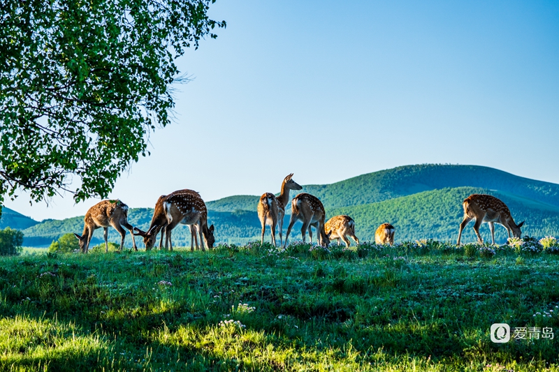 行走中的风景:绝美乌兰布统 藏着中国最美的夏天