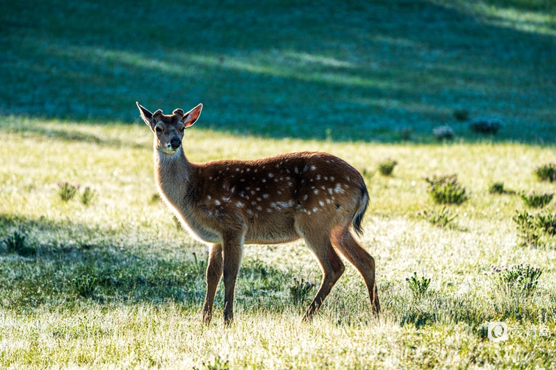 行走中的风景:绝美乌兰布统 藏着中国最美的夏天