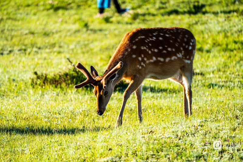 行走中的风景:绝美乌兰布统 藏着中国最美的夏天