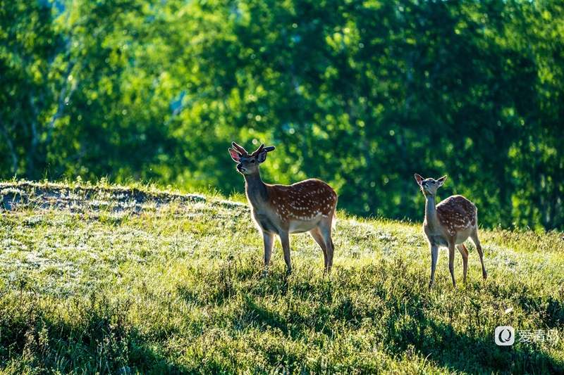 行走中的风景:绝美乌兰布统 藏着中国最美的夏天