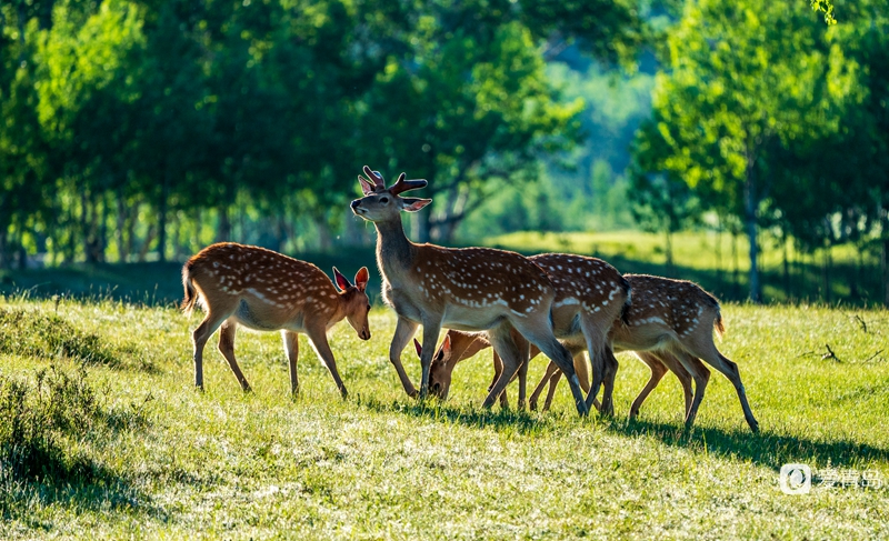 行走中的风景:绝美乌兰布统 藏着中国最美的夏天