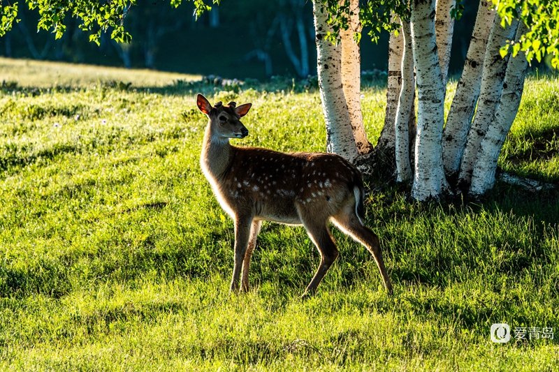 行走中的风景:绝美乌兰布统 藏着中国最美的夏天