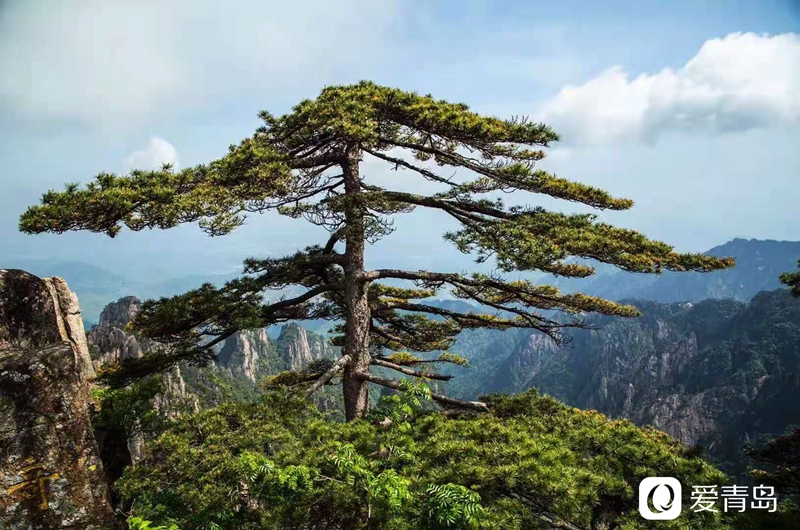 行走中的风景:奇松、怪石、云海……登黄山览绝美风光!