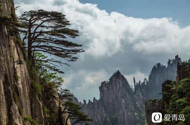 行走中的风景:奇松、怪石、云海……登黄山览绝美风光!