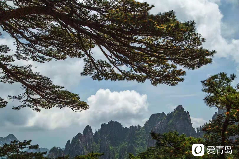 行走中的风景:奇松、怪石、云海……登黄山览绝美风光!