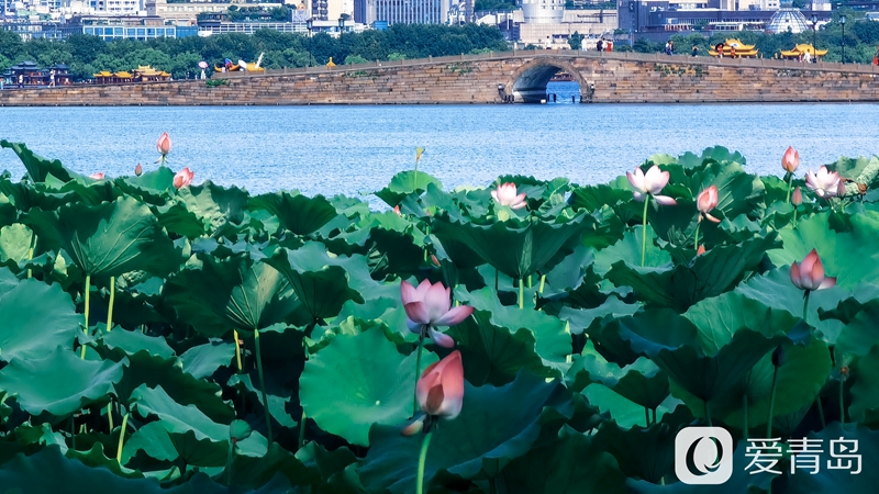 行走中的风景:醉美西湖夏日行 映日荷花别样红