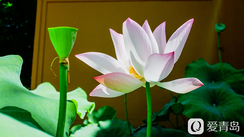 行走中的风景:醉美西湖夏日行 映日荷花别样红