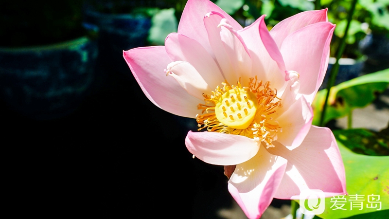 行走中的风景:醉美西湖夏日行 映日荷花别样红